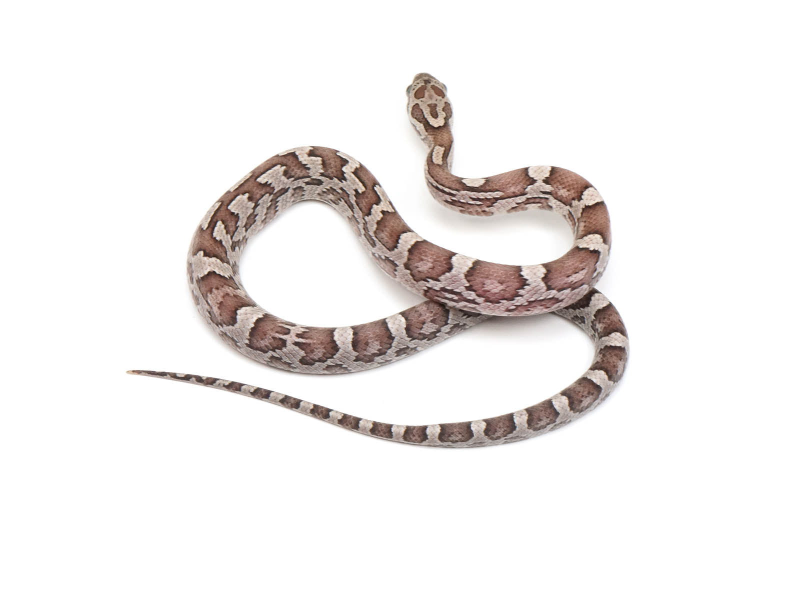 Baby Anerythristic Corn Snake