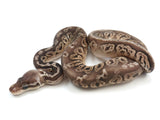 Load image into Gallery viewer, 2022 Female Black Pewter Special Ball Python