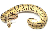 Load image into Gallery viewer, 2022 Female Bumble Bee Leopard EMG Ball Python
