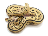 Load image into Gallery viewer, 2022 Female Bumble Bee Leopard EMG Possible Het Pied Ball Python