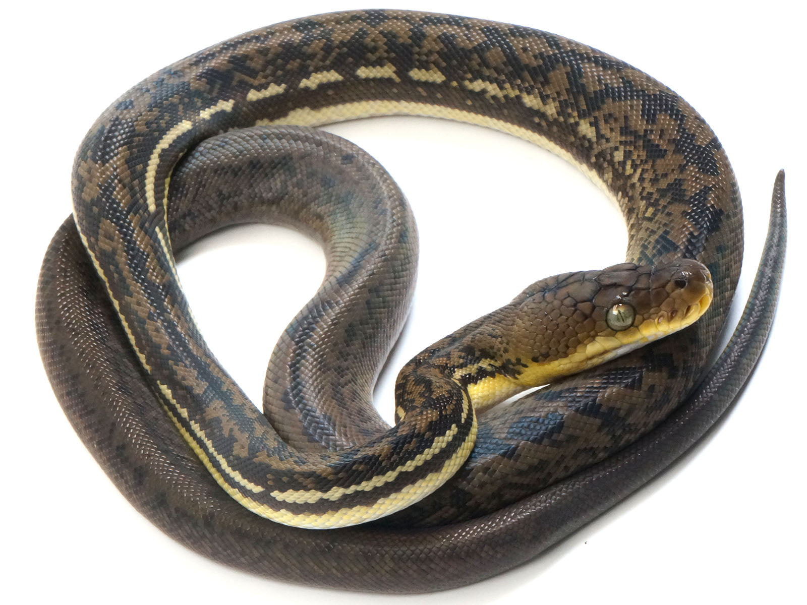 SALE! 2022 Female CBB Timor Python. – New England Reptile - NERD