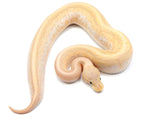Load image into Gallery viewer, 2022 Female Coral Glow Cinnamon Pinstripe - Special Ball Python