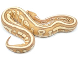 Load image into Gallery viewer, 2022 Female Coral Glow Lesser Malum EMG Ball Python