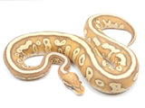 Load image into Gallery viewer, 2022 Female Coral Glow Lesser Malum EMG Ball Python