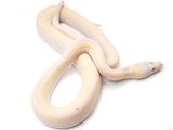 Load image into Gallery viewer, 2022 Female Cow Het Albino Reticulated Python