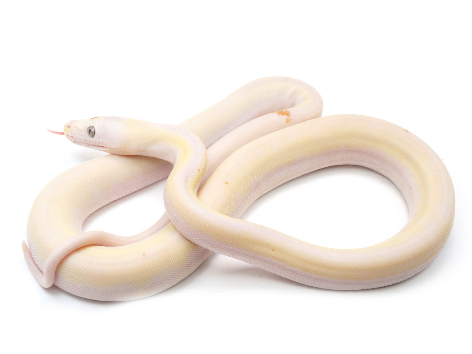 SALE! 2022 Female Cow Het Albino Reticulated Python - SALE! – New ...