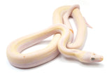 Load image into Gallery viewer, 2022 Female Cow Het Albino Reticulated Python