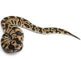 Load image into Gallery viewer, 2022 Female Crypton Het Pied Ball Python