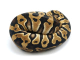 Load image into Gallery viewer, 2022 Female Crypton Het Pied Ball Python