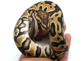 Load image into Gallery viewer, 2022 Female Crypton Het Pied Ball Python