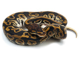 Load image into Gallery viewer, 2022 Female Cypress Leopard Het Clown Ball Python