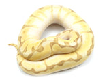 Load image into Gallery viewer, 2022 Female Enchi Lesser Bee Bald Ball Python
