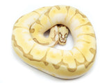 Load image into Gallery viewer, 2022 Female Enchi Lesser Bee Bald Ball Python