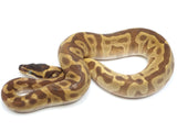 Load image into Gallery viewer, 2022 Female Enchi Lesser Malum Odium Fader + Ball Python