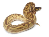 Load image into Gallery viewer, 2022 Female Enchi Lesser Malum Odium Fader + Ball Python