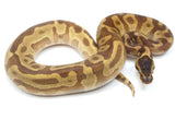 Load image into Gallery viewer, 2022 Female Enchi Lesser Malum Odium Fader + Ball Python