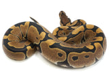 Load image into Gallery viewer, 2022 Female Granite Ball Python 