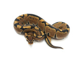 Load image into Gallery viewer, 2022 Female Granite Ball Python 