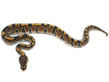 Load image into Gallery viewer, 2022 Female Het Clown Ball Python