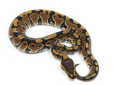 Load image into Gallery viewer, 2022 Female Het Clown Ball Python
