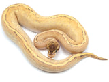 Load image into Gallery viewer, 2022 Female Hidden Gene Woma Granite Highway Ball Python