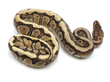 Load image into Gallery viewer, 2022 Female Hidden Gene Woma Granite Lucifer Yellowbelly Fader Ball Python.