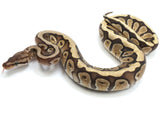Load image into Gallery viewer, 2022 Female Hidden Gene Woma Granite Lucifer Yellowbelly Fader Ball Python.