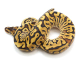 Load image into Gallery viewer, 2022 Female Hidden Gene Woma Leopard Special Fader Odium Ball Python