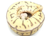 Load image into Gallery viewer, 2022 Female Killer Bee EMG Leopard Ball Python