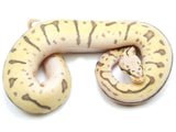 Load image into Gallery viewer, 2022 Female Killer Bee EMG Leopard Ball Python
