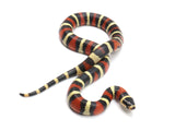Load image into Gallery viewer, 2022 Female King Duran Gray-banded, California King Snake X Honduran Milk Snake