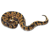 Load image into Gallery viewer, 2022 Female Leopard Yellowbelly Odium Ball Python
