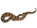 Load image into Gallery viewer, 2022 Female Leopard Yellowbelly Odium Ball Python