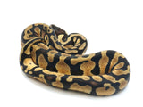 Load image into Gallery viewer, 2022 Female Lesser Pastel Fader Ball Python 