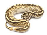 Load image into Gallery viewer, 2022 Female Lesser Yellowbelly Fader Ringer Ball Python