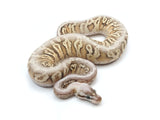 Load image into Gallery viewer, 2022 Female Lucifer Inferno Fader + Ball Python.