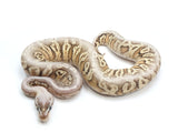 Load image into Gallery viewer, 2022 Female Lucifer Inferno Fader + Ball Python.