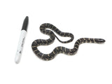 Load image into Gallery viewer, 2022 Female Mexican Black King Snake X King Duran