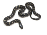 Load image into Gallery viewer, 2022 Female Mexican Black King Snake X King Duran