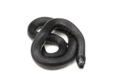 Load image into Gallery viewer, 2022 Female Mexican Black King Snake