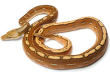Load image into Gallery viewer, 2022 Female Orange Ghost Stripe From Calico Reticulated Python