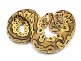 Load image into Gallery viewer, 2022 Female Pastel Clown Possible Het Pied Ball Python