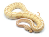 Load image into Gallery viewer, 2022 Female Pastel Enchi Coral Glow Hidden Gene Woma Granite Odium Ball Python