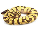 Load image into Gallery viewer, 2022 Female Pastel Enchi Yellowbelly Spector Odium Bald Ball Python