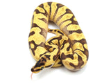 Load image into Gallery viewer, 2022 Female Pastel Enchi Yellowbelly Spector Odium Bald Ball Python