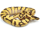 Load image into Gallery viewer, 2022 Female Pastel Enchi Yellowbelly Spector Odium Bald Ball Python