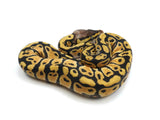 Load image into Gallery viewer, 2022 Female Pastel Het Lavender Het Clown Ball Python