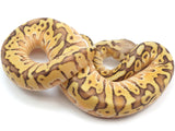 Load image into Gallery viewer, 2022 Female Pastel Hidden Gene Woma Fader Special Odium Ball Python