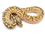 Load image into Gallery viewer, 2022 Female Pastel Hidden Gene Woma Fader Special Odium Ball Python