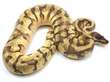 Load image into Gallery viewer, 2022 Female Pastel Hidden Gene Woma Granite Enchi Odium Fader Ball Python